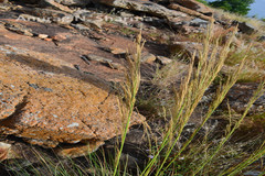 Garnotia elata